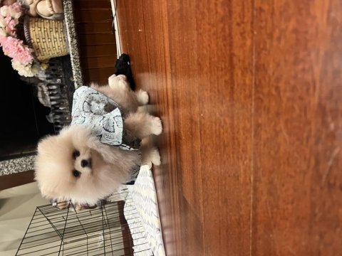 2 aylık erkek pomeranian boo yavrumuz