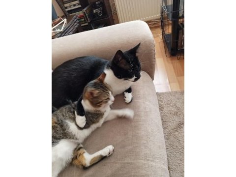 Kedilerimiz merkür ve luna