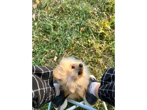 4.5 aylık yavru pomeranian