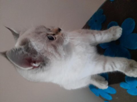 3 aylık yavru dişi british longhair kedimiz