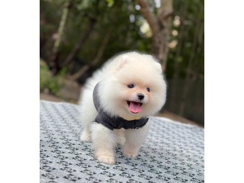 Orjinal spitz olmayan pomeranian boo çocuklarımız