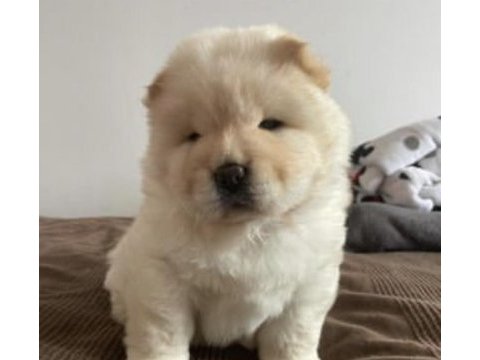 A kalite chow chow yavrular akita inu