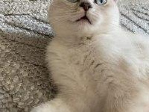 Silver scottish fold