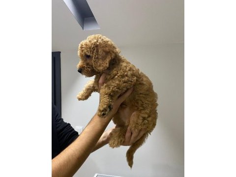 Yavru toy poodle sahiplendirme