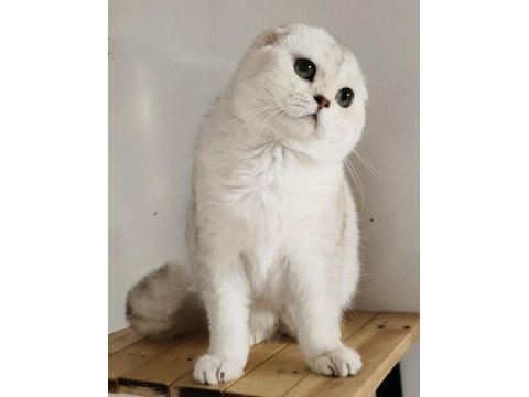 Scottish fold shorthair ns11 erkek