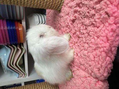 Renk renk hollanda ve teddy lop tavşan bebekler