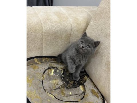 A kalite safkan british shorthair dişi erkek