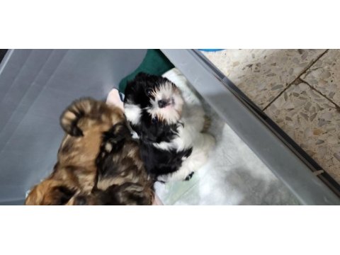 Shih tzu yavrularım yeni ailelerini bekliyorlar