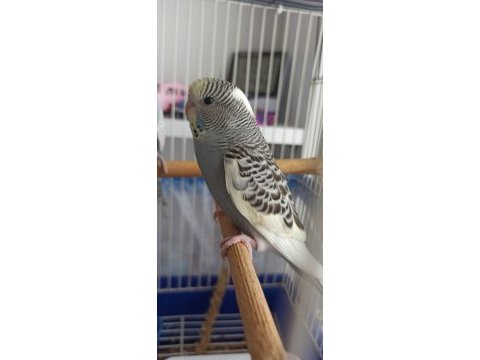 Yavru muhabbet kuşu