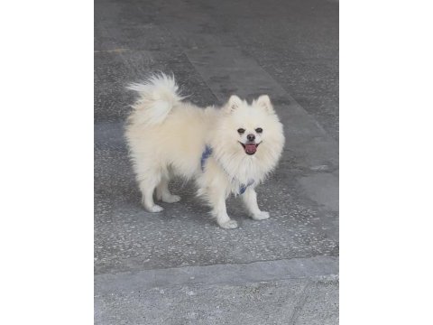 Ful eğitimli pomeranian