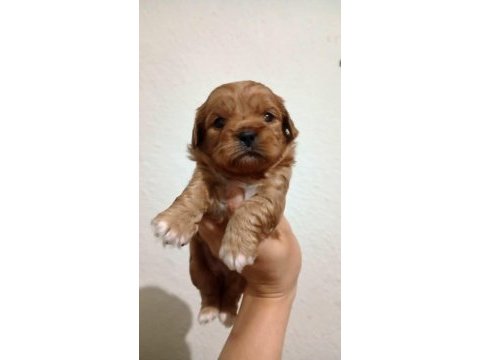 Rezerve açık kg cm garantili maltipoo yavrular