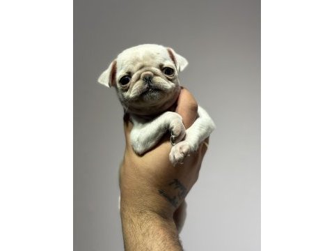 Egzotik beyaz pug mops erkek bebek