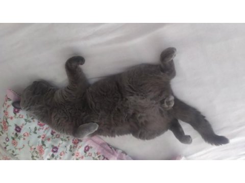 Kedimi çok ama çok uygun vereceğim fiyat önemli değil