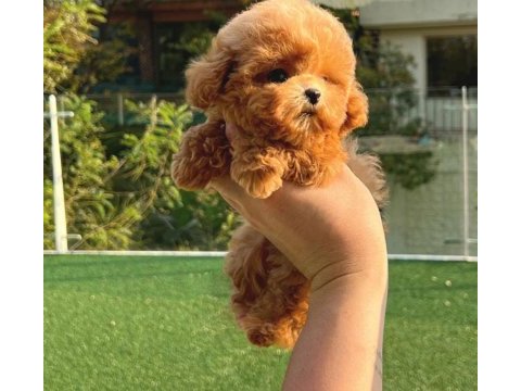 12 senelik tecrübe ile ırk garantili toy poodle