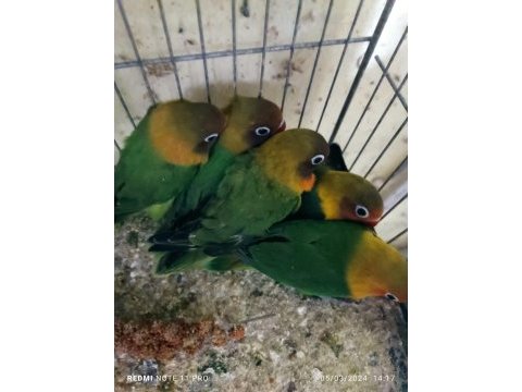 Yeme düşen cennet papağanı yavrular