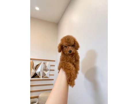 Teacup red brown son poodle yavrular