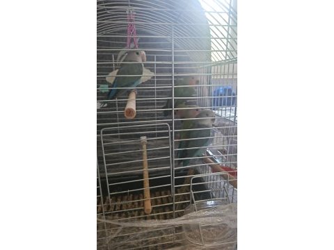 2 aylık bebek sevda papağanları yeni yeme düştü