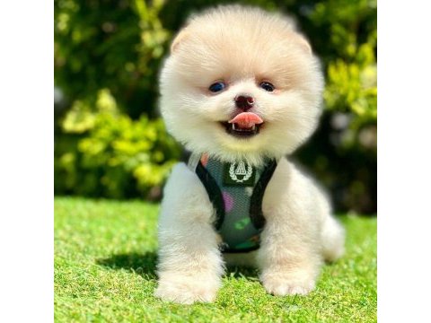 Safkan pomeranian boo yavrularımız