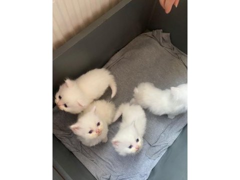 Scottish fold yavrular beyaz güzeller güzeli