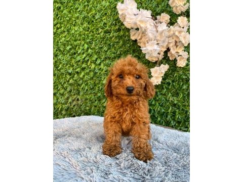 Toy poodle bebekler