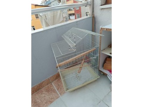 2 çift muhabbet kuşu 3 kafes acil satılık