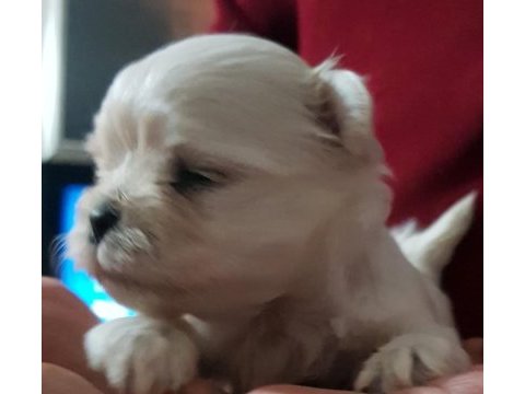 Erkek teacup kore maltese yavrular