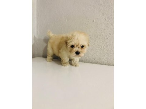 Orjinal ped eğitimli maltipoo bebek