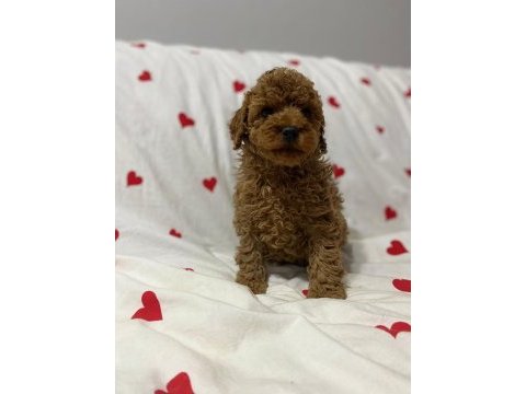 Toy poodle red brown yavrularımız