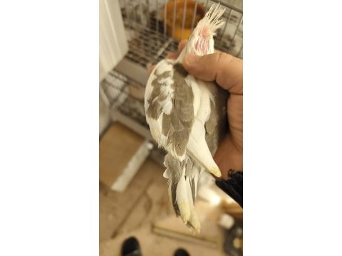 El besleme kuşlar ister şimdi al ister 15 gün sonra al