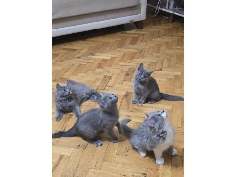 British longhair 2 aylık