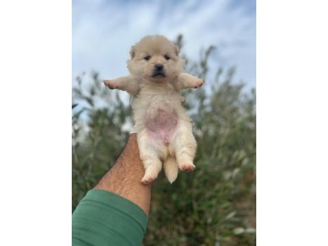 Pomeranian boo dişi erkek yavrular