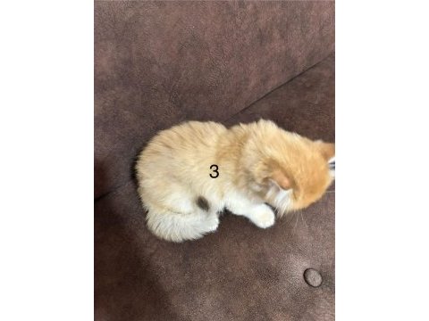 British longhair golden yavrular 50 günlük
