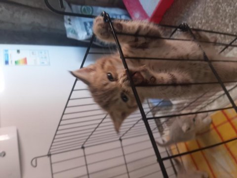 Yavru bebeler teslime hazır british shorthair