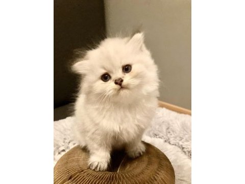 British longhair yavrular 50 günlük