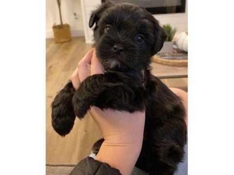 Çanta boy büyümeyen morkie yavruları