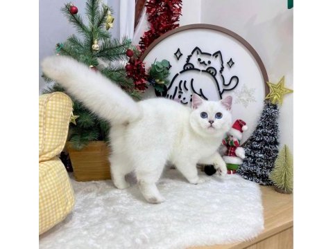 British shorthair dişi