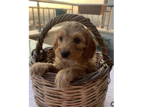 Toy poodle sahiplendiriyoruz