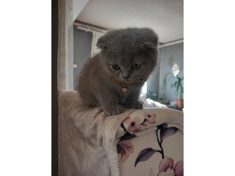 Kehribar göz british shorthair