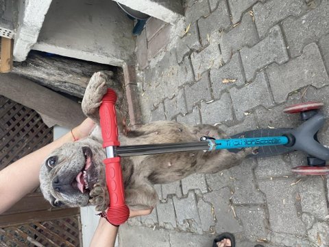 Masrafsız dişi french bulldog