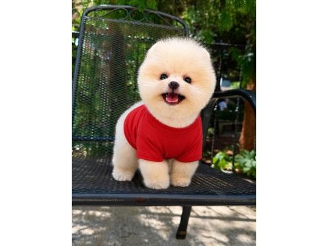 Pomeranian boo kusursuz