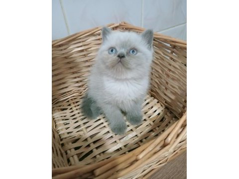 Mavi gözlü blue point british shorthair yavrular