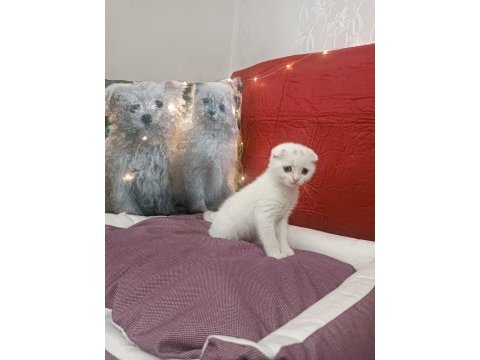 Kar topu scottish fold bebekler