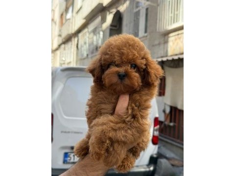 Yavru kore toy poodlelarımız