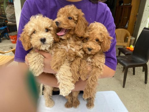 Minyatür toy poodle bebekler