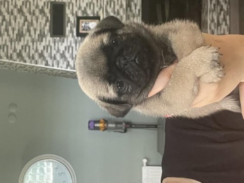 Gül kuyruk pug bebekler