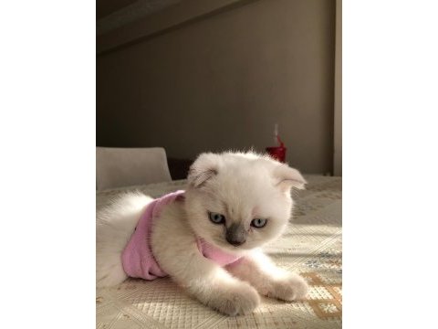 2 aylığını doldurmuş scottish fold, blue point yavrular