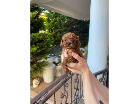Toy poodle yavrular