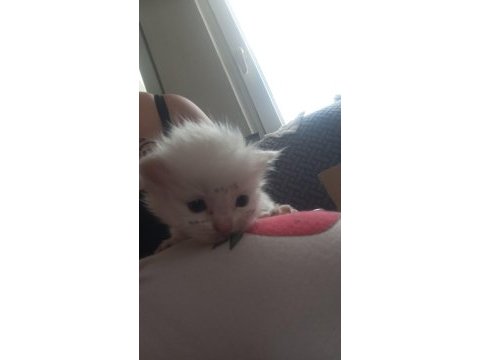 British shorthair rezerve