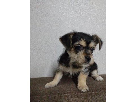 2.5 aylık 1 kg chihuahua yavru