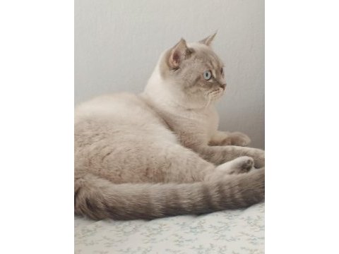 Samsun british longhair kedimiz
